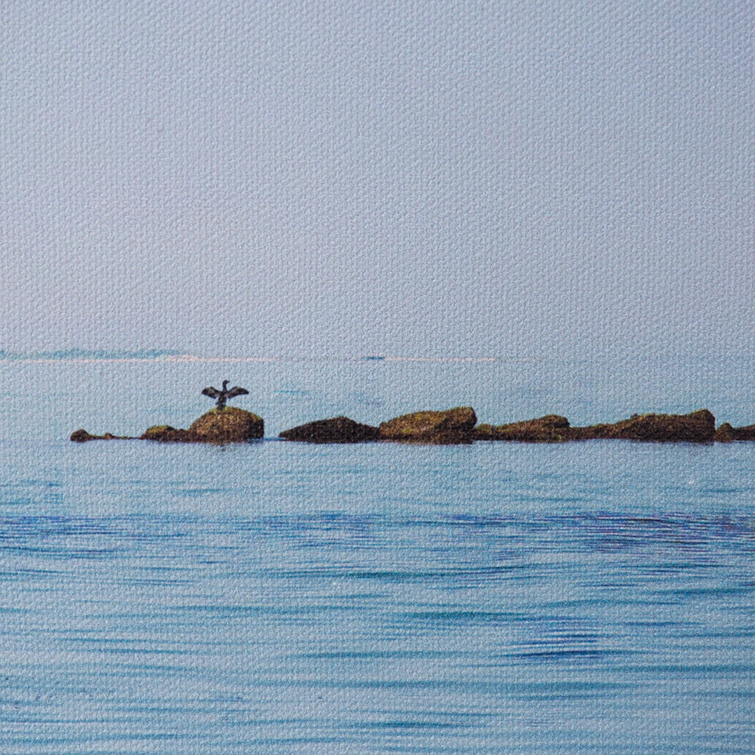 Cormorant | Barbara Clarke