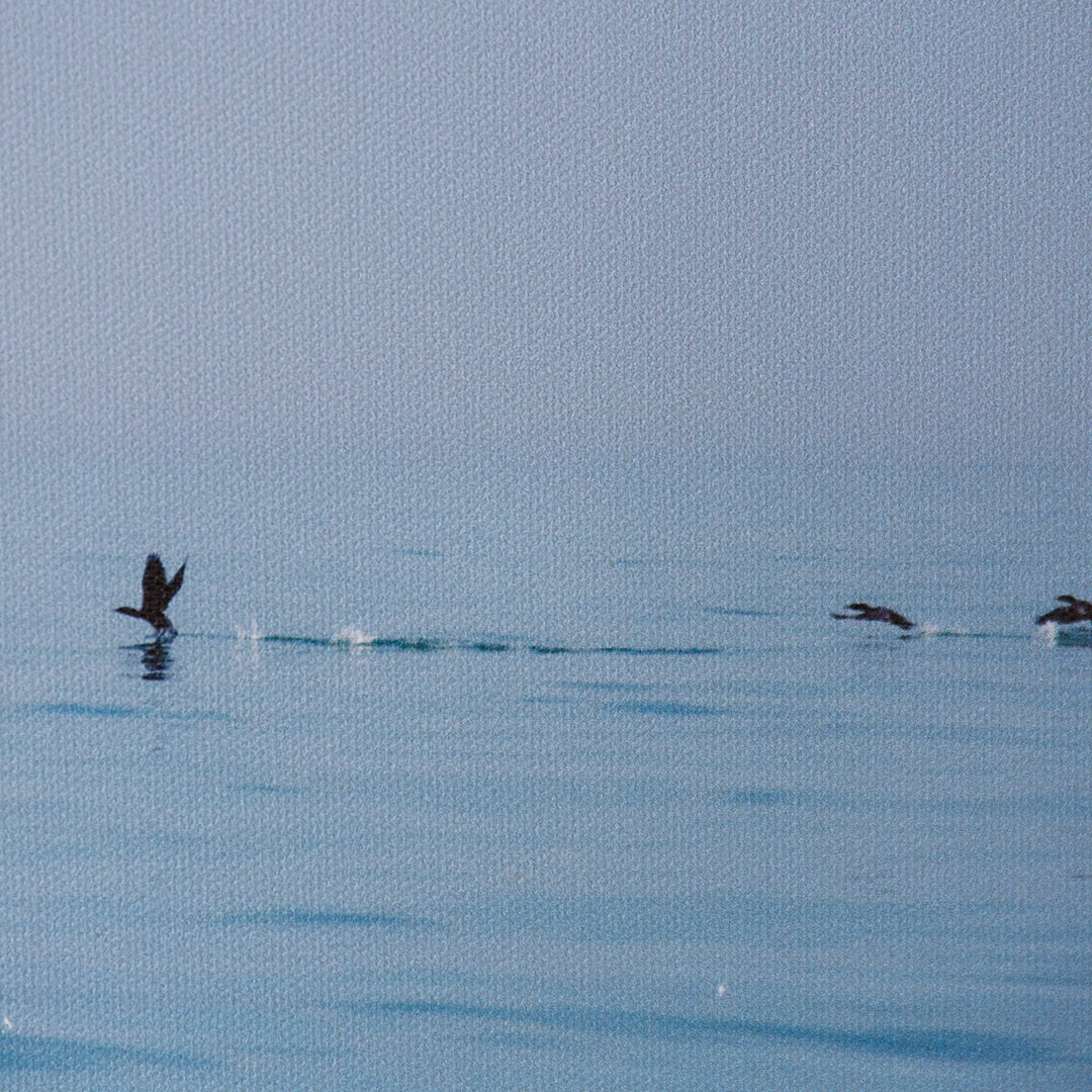 Cormorants in Flight | Barbara Clarke