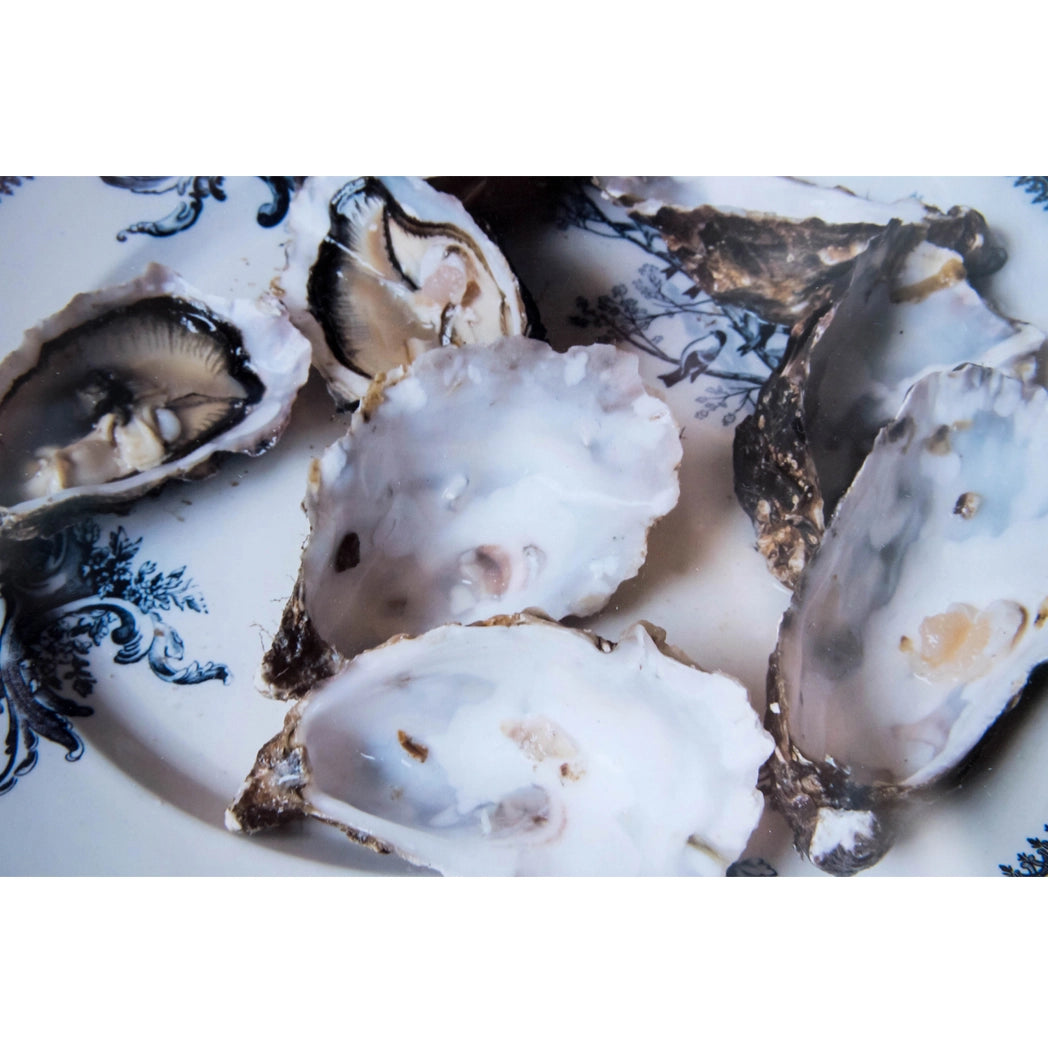Oysters | Susan Duane