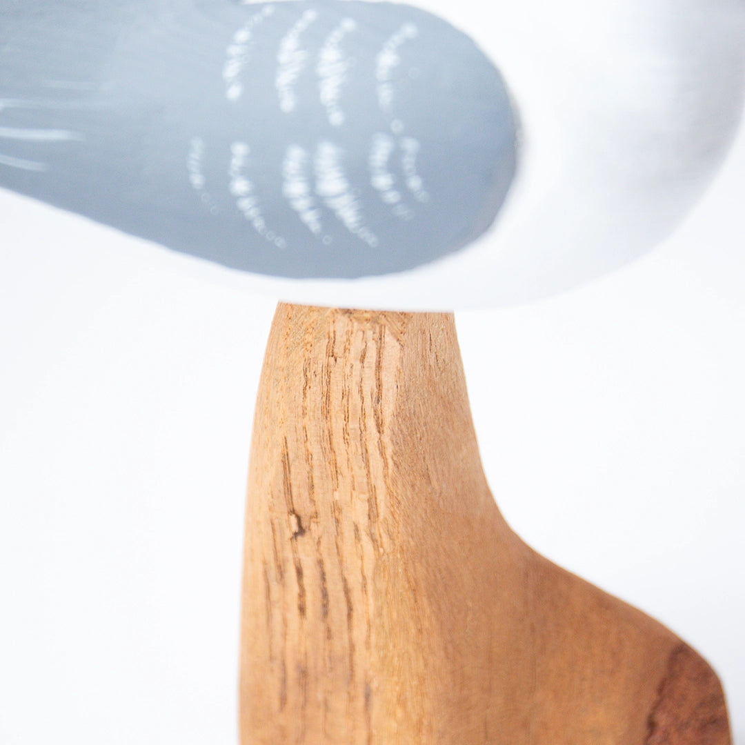 Common Tern | William Sarni
