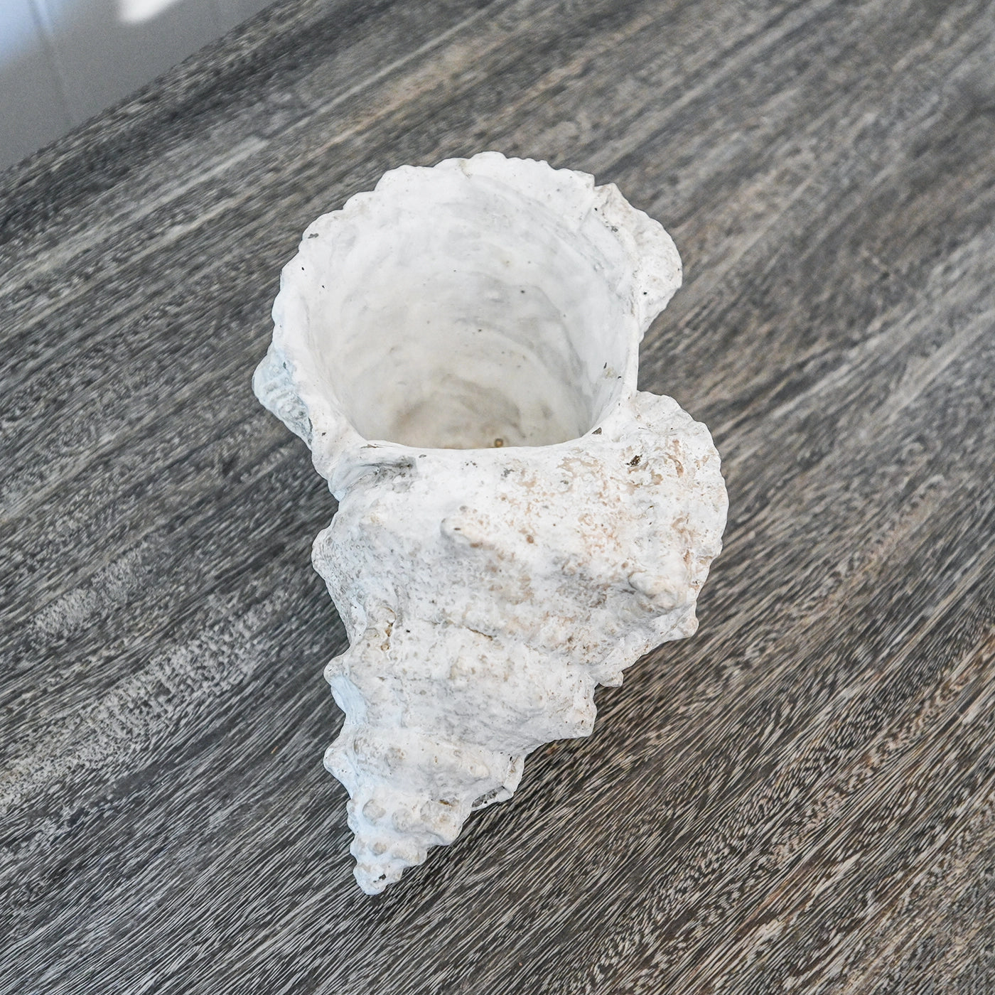 Decorative Conch Shells