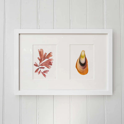 Watercolor Seaweed + Shell | Elizabeth Sutherland