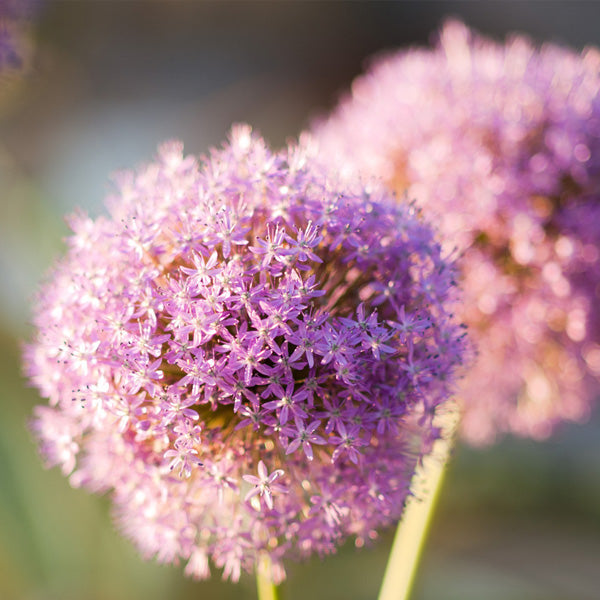 Earth Day: Simple Tips for Greener Living