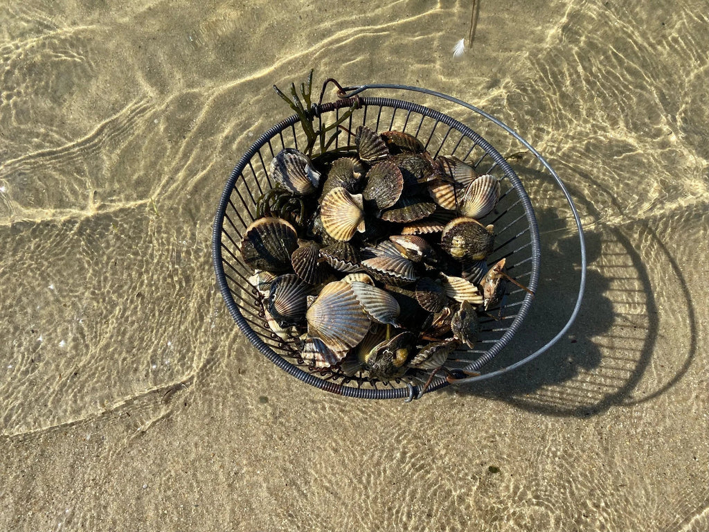 Harvesting Tradition: A Scalloping Story