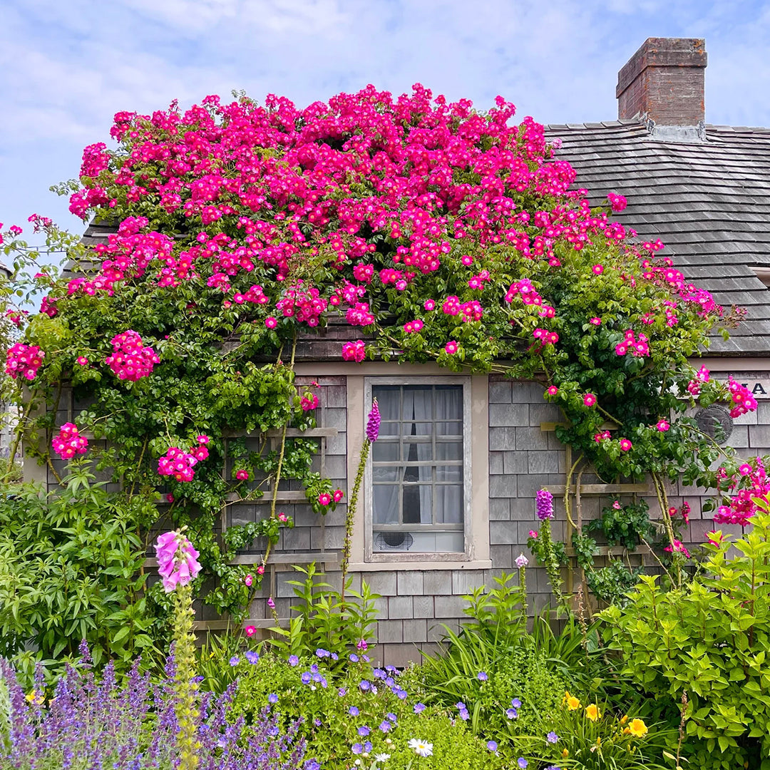 Bloomin' 'Sconset Liberty Puzzle