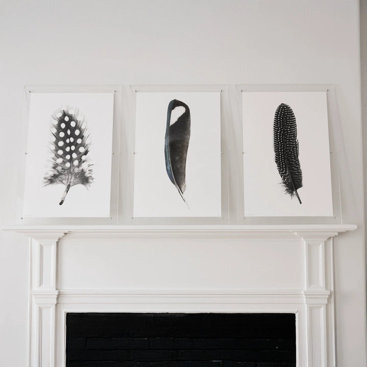 Feather Study