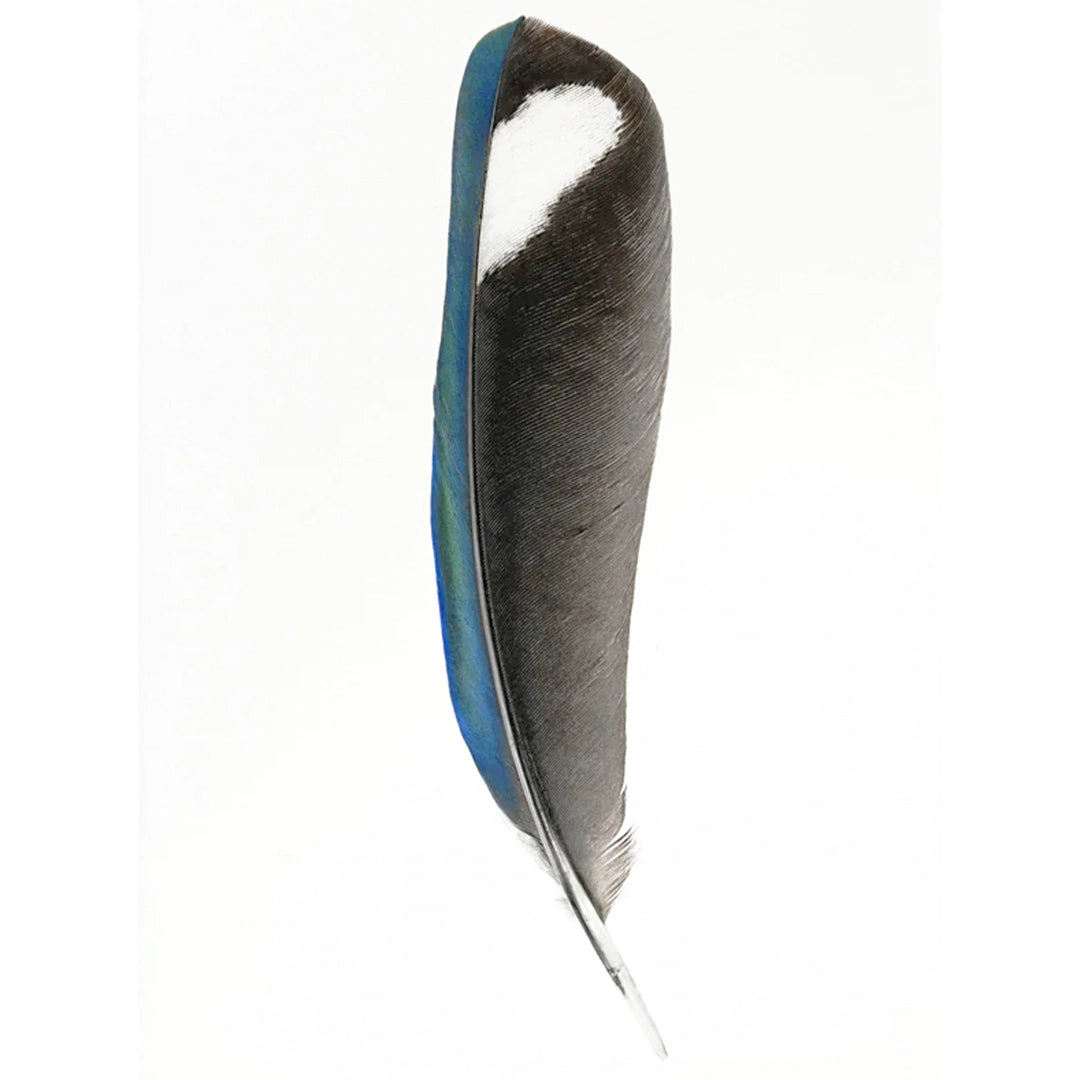 Feather Study