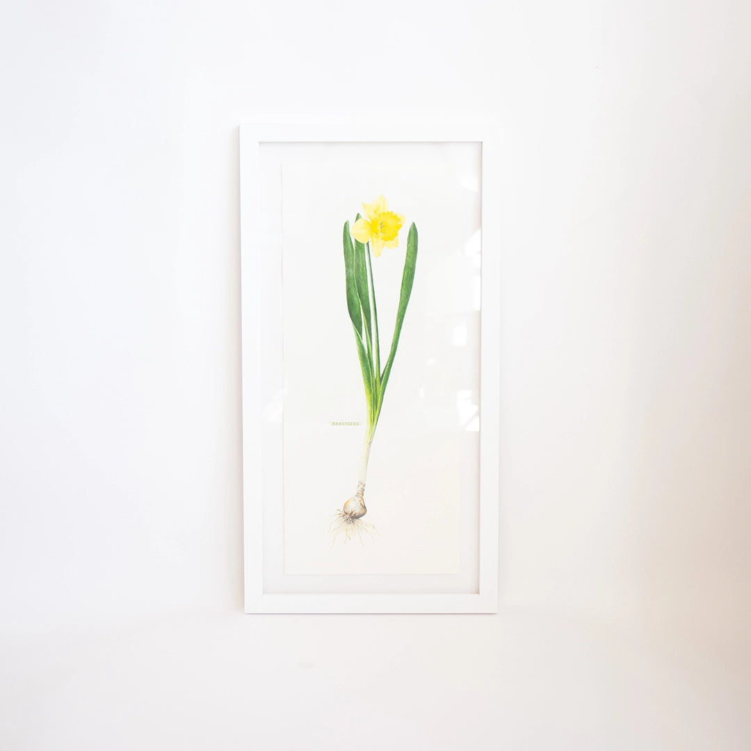 Narcissus | Rose Gonnella