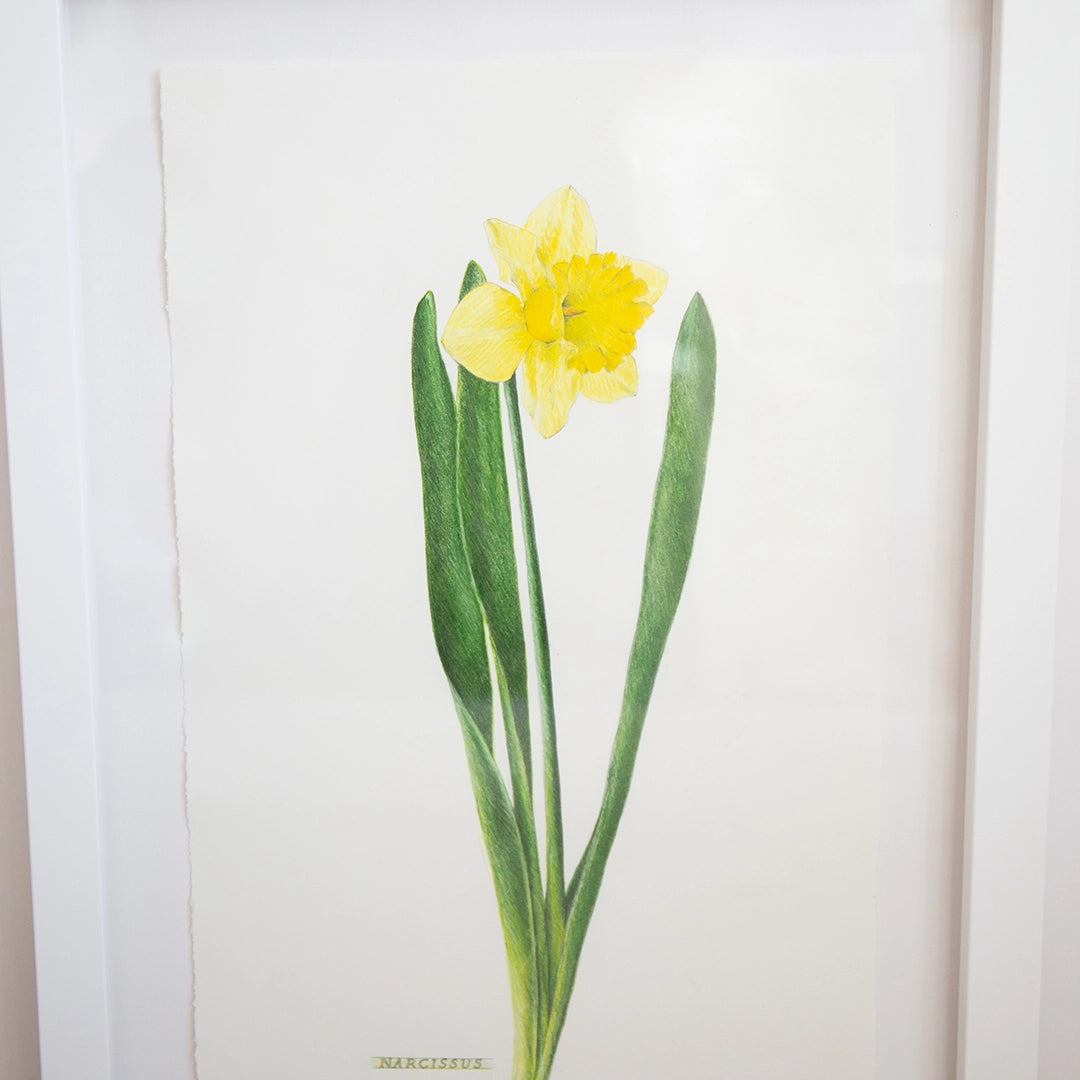 Narcissus | Rose Gonnella