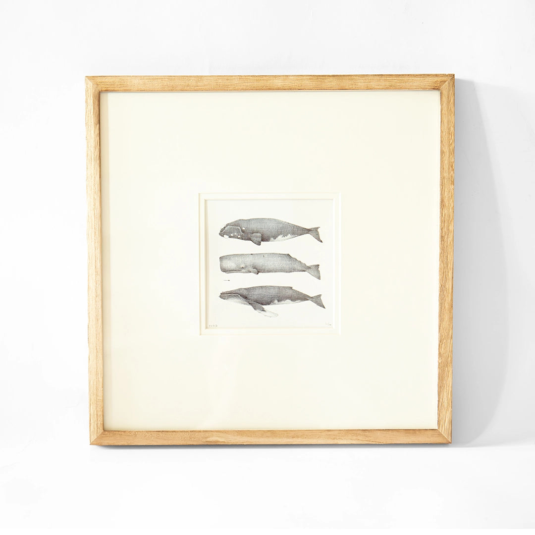 Whale Pen & Ink Drawing | Heather McLeod