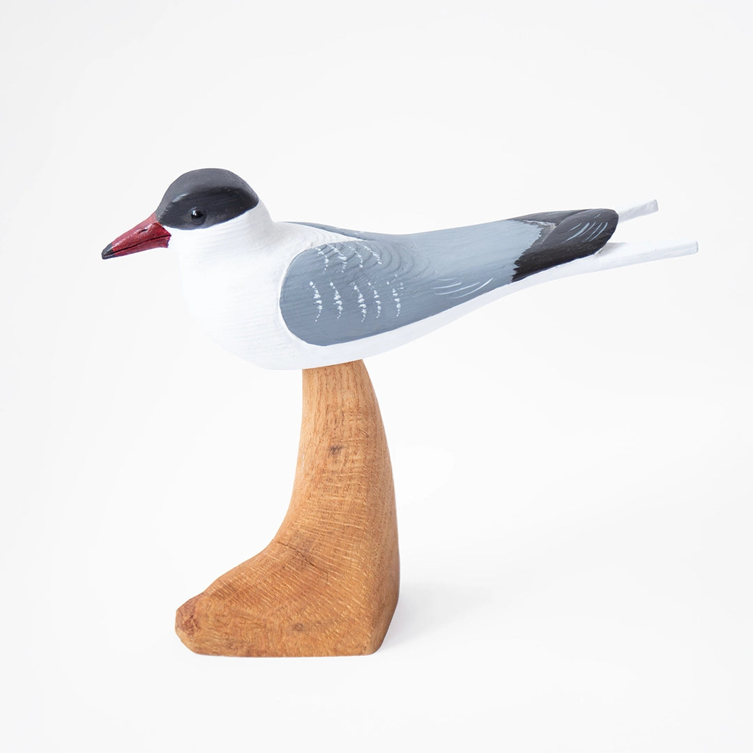 Common Tern | William Sarni