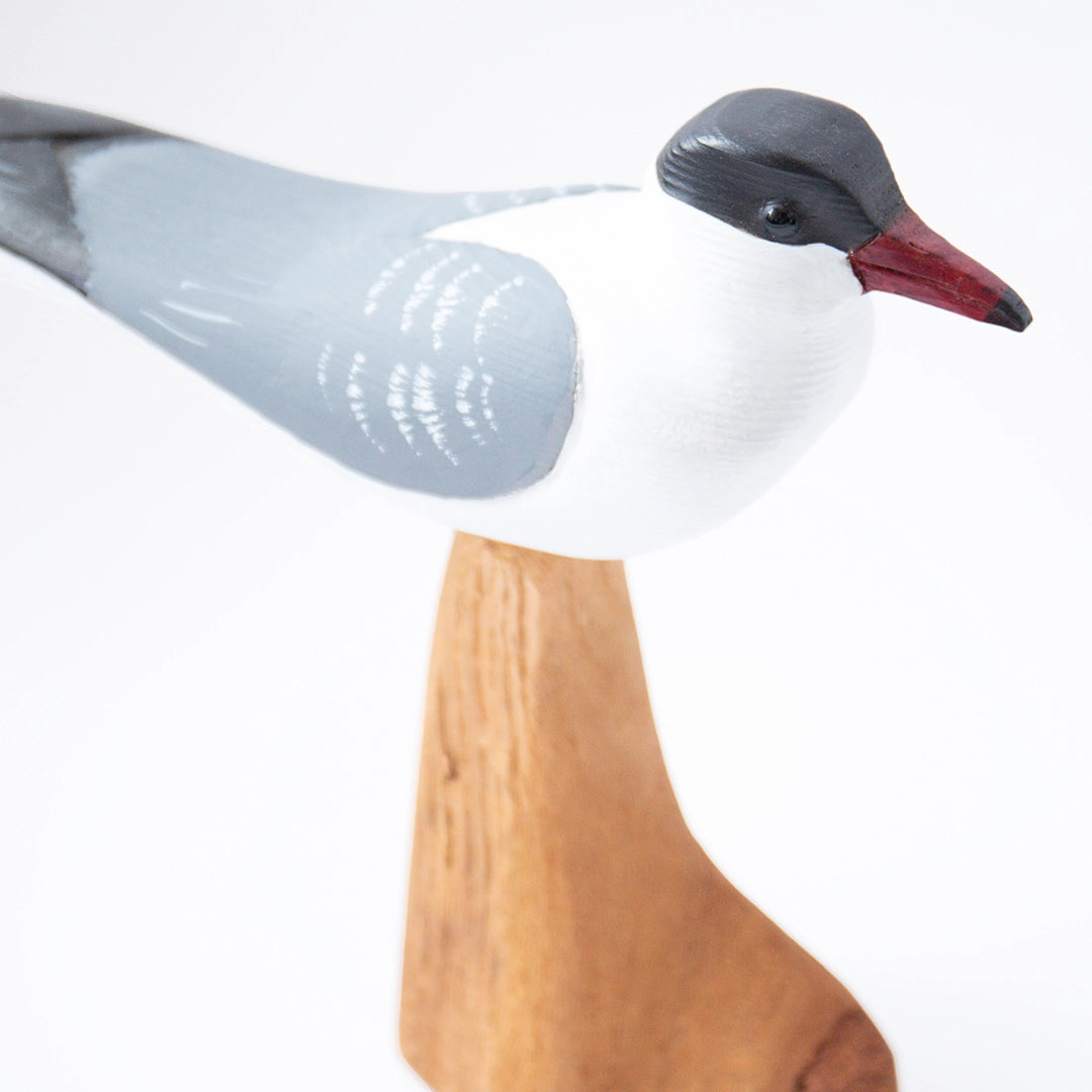 Common Tern | William Sarni
