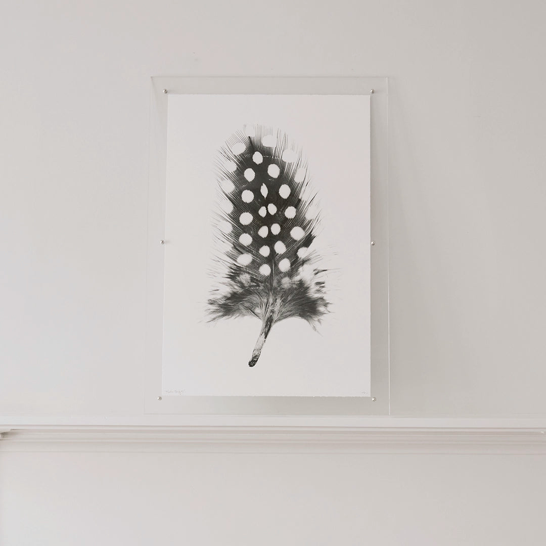 Feather Study